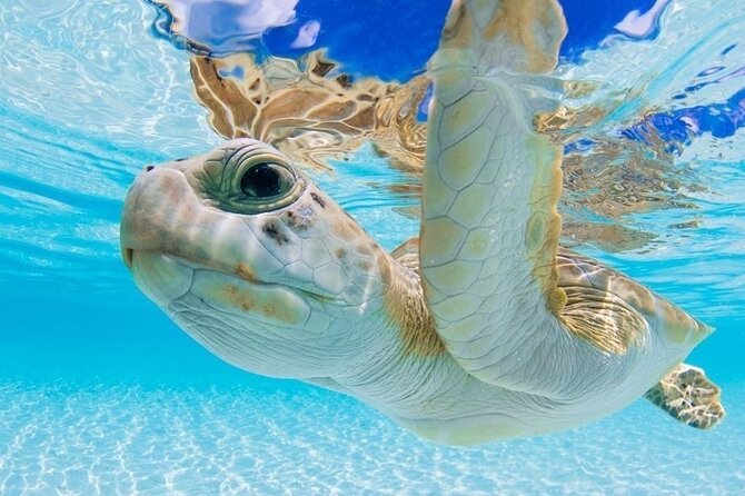 3 Islands Tour, Swim with Pigs, Turtles, Snorkelling & lunch - Green Turtle Cay and the search for sea turtles