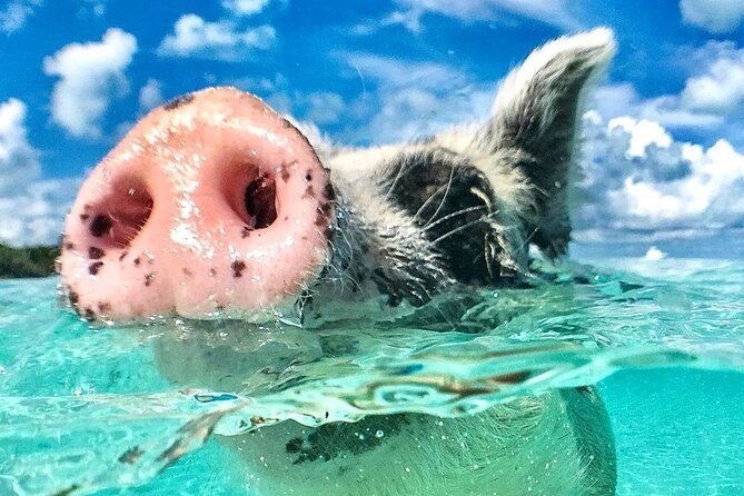 3 Islands Tour, Swim with Pigs, Turtles, Snorkelling & lunch - Rose Island, pigs, beach chairs, and water toys