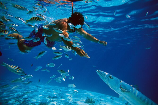 3 Islands Tour, Swim with Pigs, Turtles, Snorkelling & lunch - Lunch, drinks, and what the $175 price covers