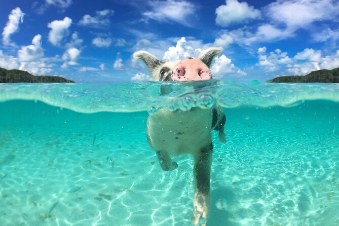 3 Islands Tour, Swim with Pigs, Turtles, Snorkelling & lunch - Who will enjoy this tour most