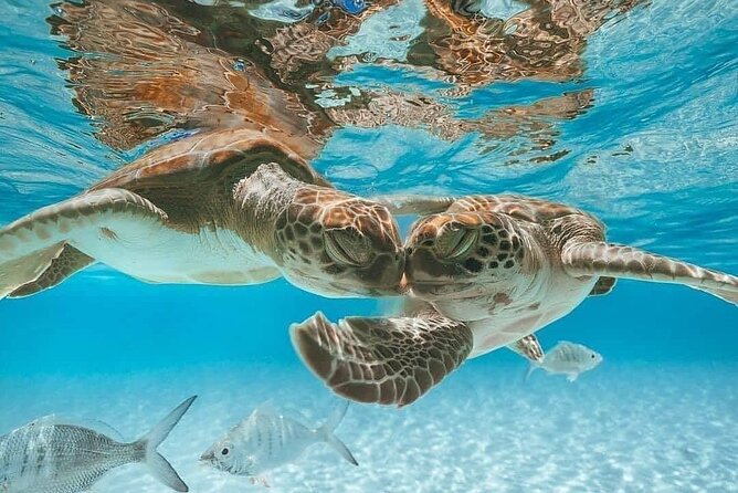 3 Islands Tour, Swim with Pigs, Turtles, Snorkelling & lunch - Pearl Island snorkeling over coral and fish