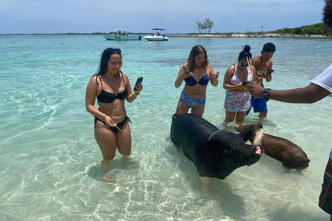 4hr Private Tour Island Hop Snorkel w/ Turtles & Sip Bahama Mamas - Green Cay, where the turtles are the main event