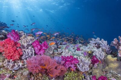 Adventures of the Lost Atlantis Bimini Road