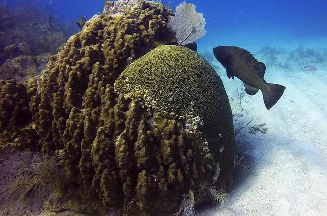 Adventures of the Lost Atlantis Bimini Road - Practical details before you go