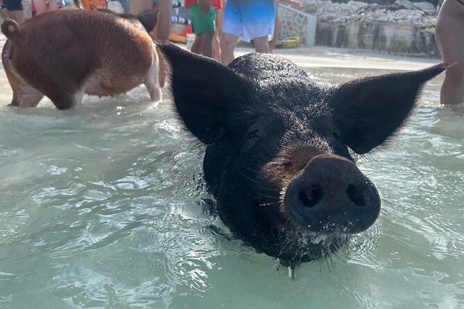 All Inclusive Pig Encounter, Snorkeling, Turtles, Lunch & Beach - A fast start from Paradise Island