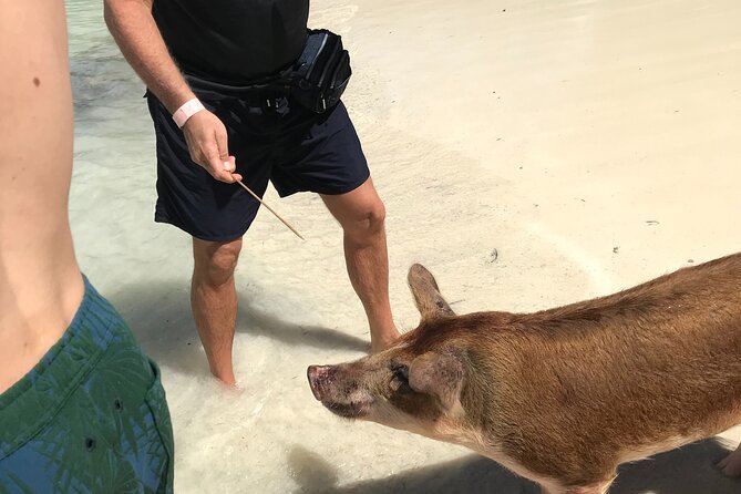 All Inclusive Swimming With The Pigs - How this compares with a full Nassau sightseeing tour