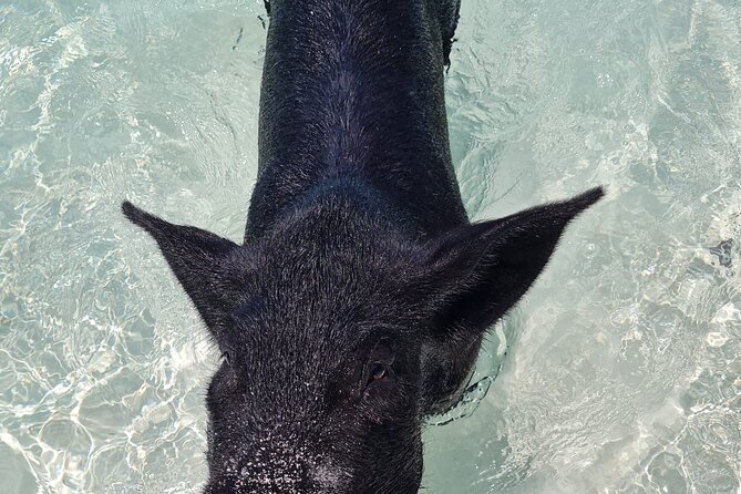 Athol Island Swimming Pigs Half-Day Boat Tour with Lunch - Green Cay and the turtle watch