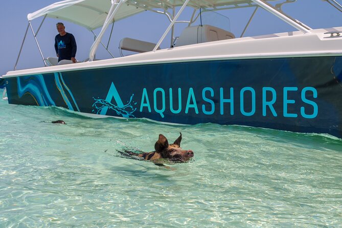Bahamas Adventure: Pigs, Reef, Turtles, and Beach with Lunch - The pig encounter, cute, wet, and messy