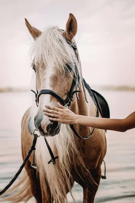 Bahamas: Nassau Horseback Riding on Beaches & Trails - From Nassau trails to the private beaches