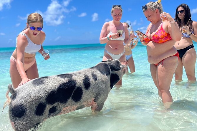 Bahamas Swimming Pigs Experience on Rose Island - From Nassau to Rose Island in about 20 minutes