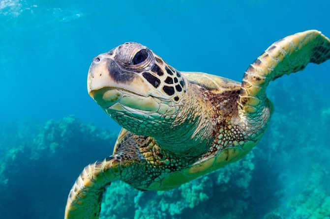 Bluefinn242 Swim with the Turtles in Nassau Bahamas - A short ride from Nassau to Turtle Island