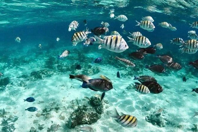 Catamaran Snorkel & Beach Day with Turtles - Snorkeling near Atholl Island