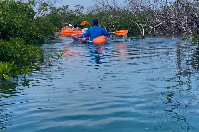 Clear Kayak Tour - Why the Mangroves Make This Tour Different