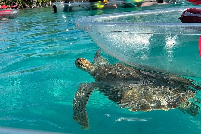 Clear Kayak Tour - Paddling Through a Coastal Nursery