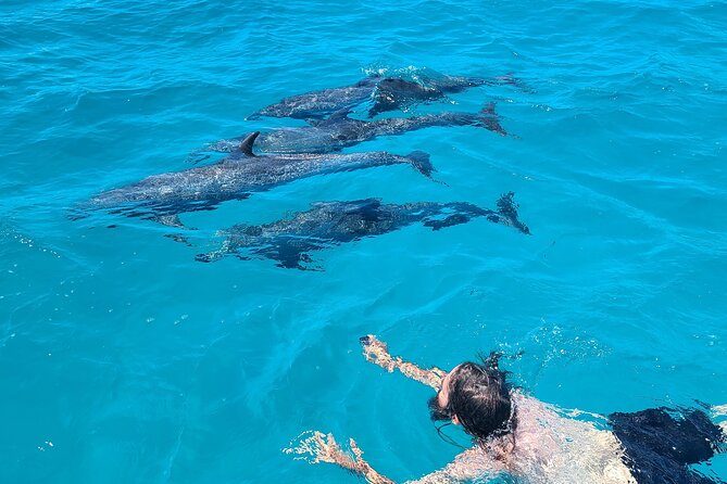 Create-Your-Own Luxury Adventure in Bimini with photographer - Searching North Bimini for bottlenose and spotted dolphins