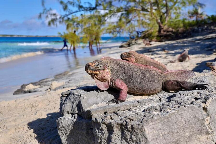 Exclusive Fly-In Premium Beach Experience from Nassau - Pig Beach on Big Major Cay