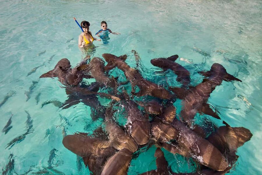 Exclusive Fly-In Premium Beach Experience from Nassau - Meeting nurse sharks at Compass Cay