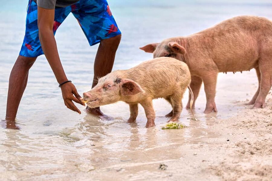 Exclusive Fly-In Premium Beach Experience from Nassau - Snorkeling through Thunderball Grotto