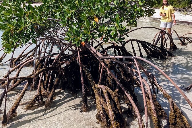 Experience The Eleutheras and Pink Sands Beach - Why this 8.5-hour island day is appealing
