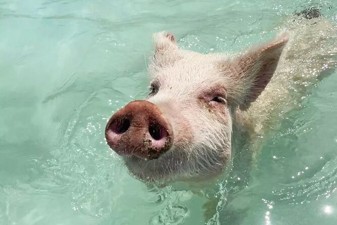 Experience The Exumas and the World Famous Swimming Pigs - From Paradise Island to the Exumas Cays