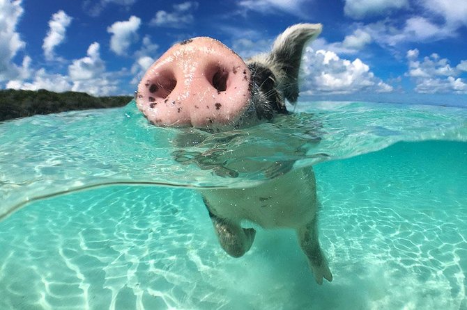 Exuma Day Away - Original Swimming Pigs Excursion - Why this Exuma day trip covers so much