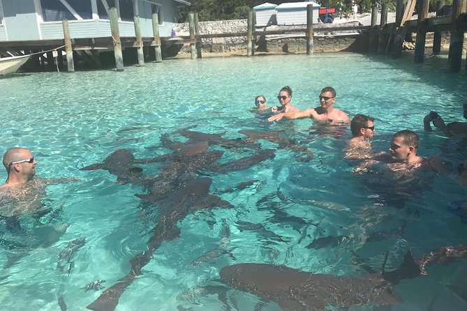 Exuma Day Away - Original Swimming Pigs Excursion - Feeding rock iguanas on Great Guana Cay