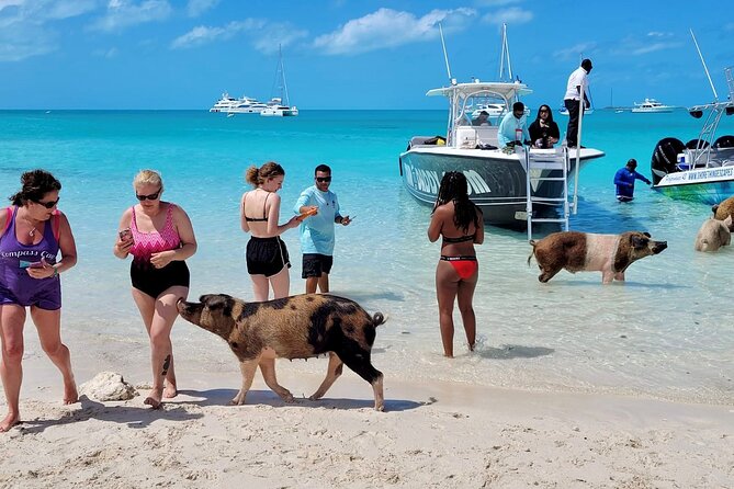 Exuma Full Day Swimming Pigs Group Boat Tour - Pig Beach, with only a short visit