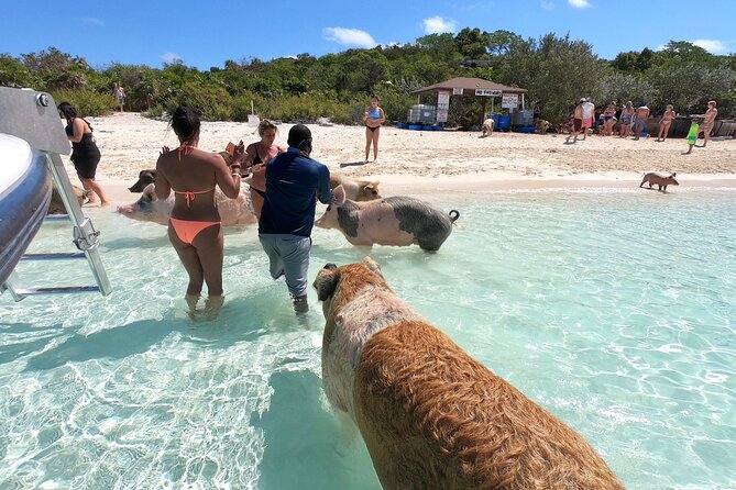Exuma Full Day Swimming Pigs Group Boat Tour - Leaving Nassau from Margaritaville Marina