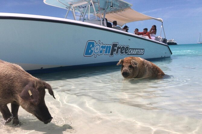 Exuma Island Hopping Swimming Pigs Tour with Lunch from Nassau - Great Exuma lunch at the one-hour mark