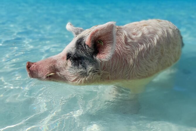 Exuma Island Hopping Swimming Pigs Tour with Lunch from Nassau - Big Major Cay and the swimming pigs