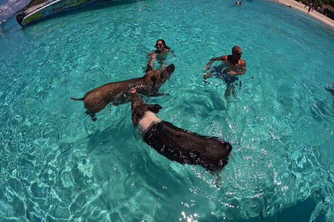 Exuma Island Hopping Swimming Pigs Tour with Lunch from Nassau - What the powerboat ride is really like