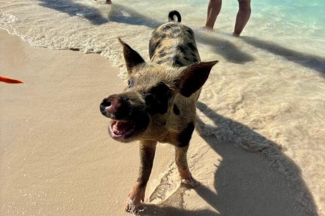 Fast Track Swimming Pigs Encounter - What happens at the Rose Island pig stop