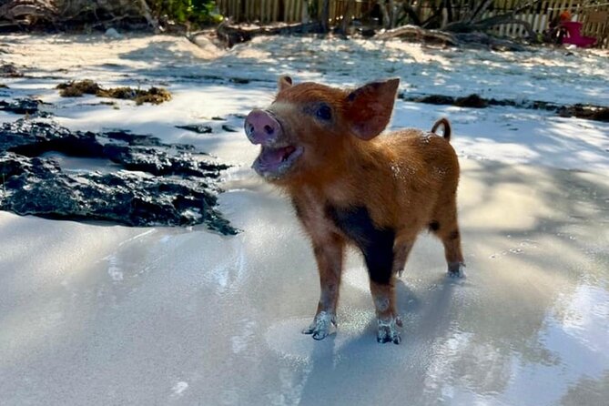 Fast Track Swimming Pigs Encounter - Is $69 a good value?