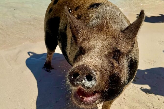 Fast Track Swimming Pigs Encounter - Who will enjoy this express excursion?