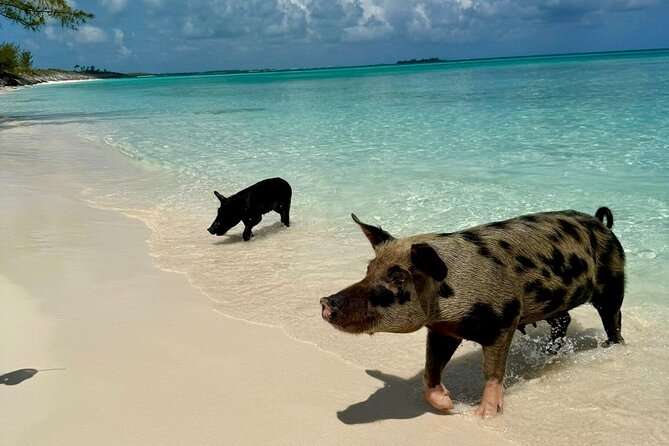 Fast Track Swimming Pigs Encounter - Pearl Island and its lighthouse from the water