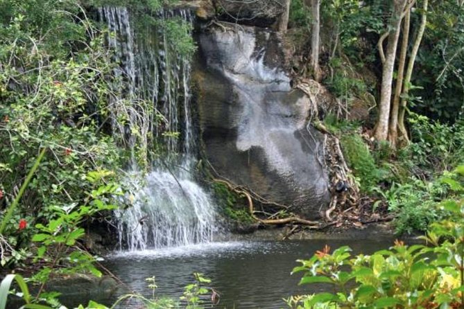 Freeport Shore Excursion: Garden of the Groves and City Tour - Why Garden of the Groves makes this tour worth considering