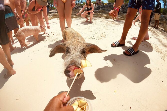 Full-Day Luxury Private Rose Island Pigs and Turtles Excursion - Blue Lagoon, Athol Island, and Pearl Island