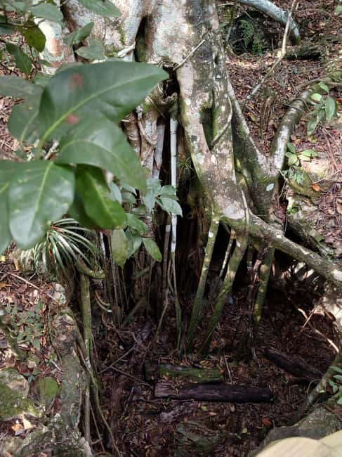 Guided Primeval Nature Walk Tour - Primeval Forest National Park and its sinkholes