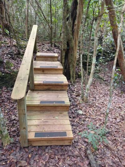 Guided Primeval Nature Walk Tour