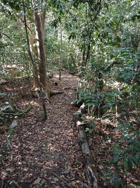 Guided Primeval Nature Walk Tour - Clifton Heritage and the former slave village