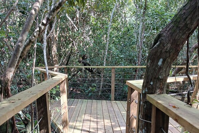 Guided Primeval Nature Walk Tour in Primeval Forest National Park - Why this tour is useful in Nassau