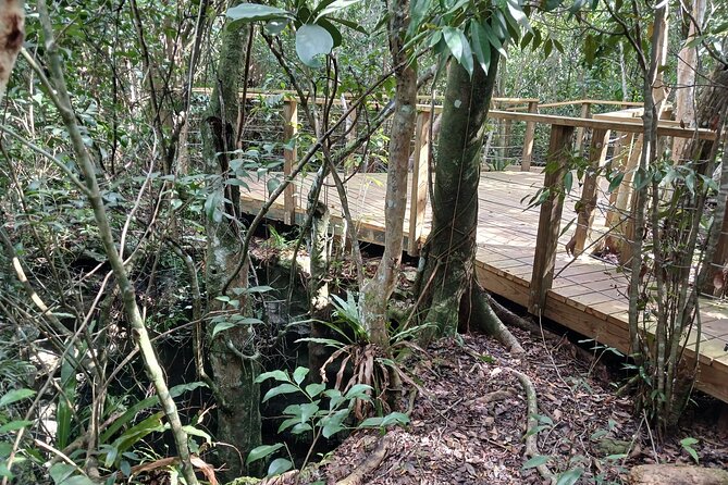 Guided Primeval Nature Walk Tour in Primeval Forest National Park - Clifton Heritage National Park brings the past into view