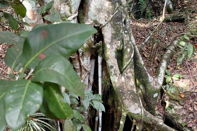Guided Primeval Nature Walk Tour in Primeval Forest National Park - Guides, timing, and the feel of the day