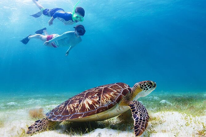 Half-Day at Green Cay Bahamas Snorkeling with Turtles - Green Cay is the reason to book