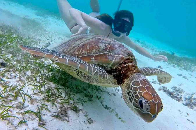 Half-Day at Green Cay Bahamas Snorkeling with Turtles - Rose Island is where the pace finally slows