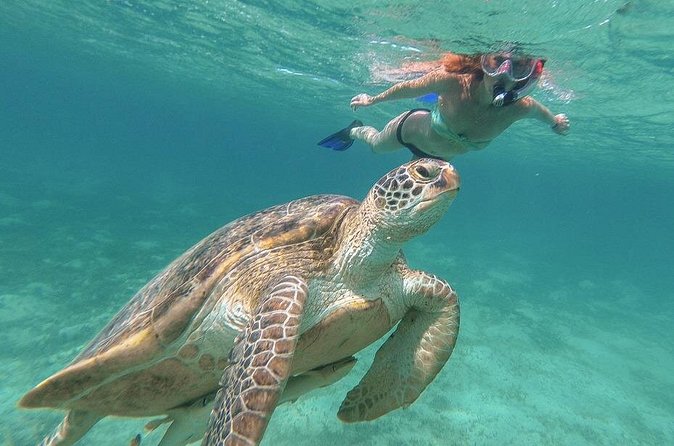 Half-Day at Green Cay Bahamas Snorkeling with Turtles - The practical details that matter on the water