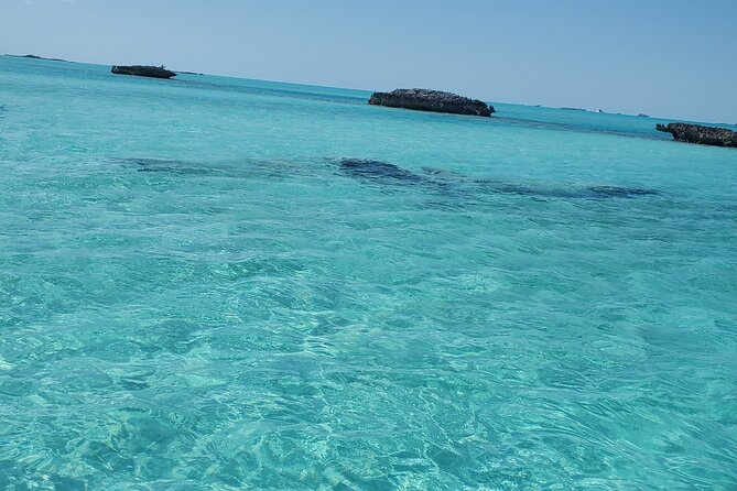 HALF DAY Swiming Pigs and Sharks Tour (Nassau to Exuma by Plane) - Iguanas on Gaulin Cay