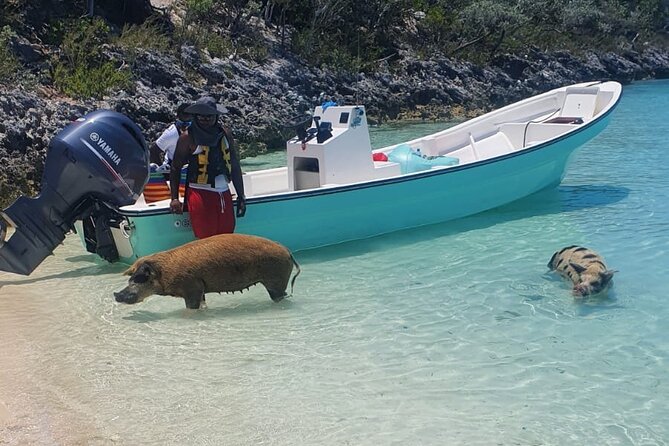 HALF DAY Swiming Pigs and Sharks Tour (Nassau to Exuma by Plane) - Flying to Staniel Cay