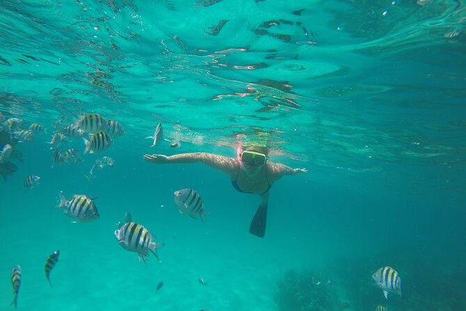 Half Day Swimming Pigs on Rose Island, Snorkeling and Lunch - Is $279 a fair price?