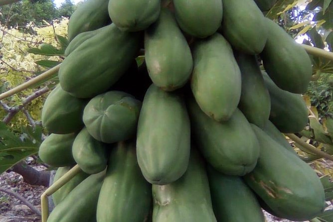 Mamma Gal Native Experience - The fruit and vendor market comes first